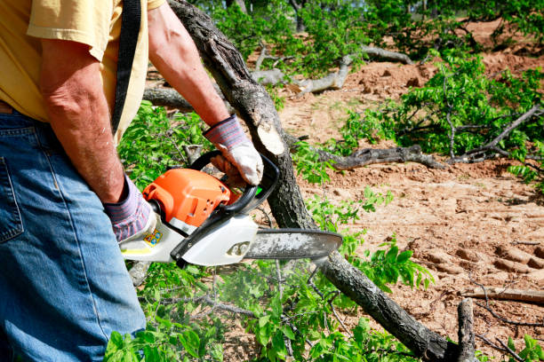 Best Local Tree Services  in USA